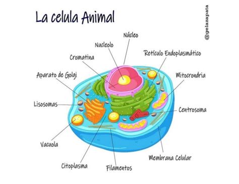 Celula Animal Partes Y Composición