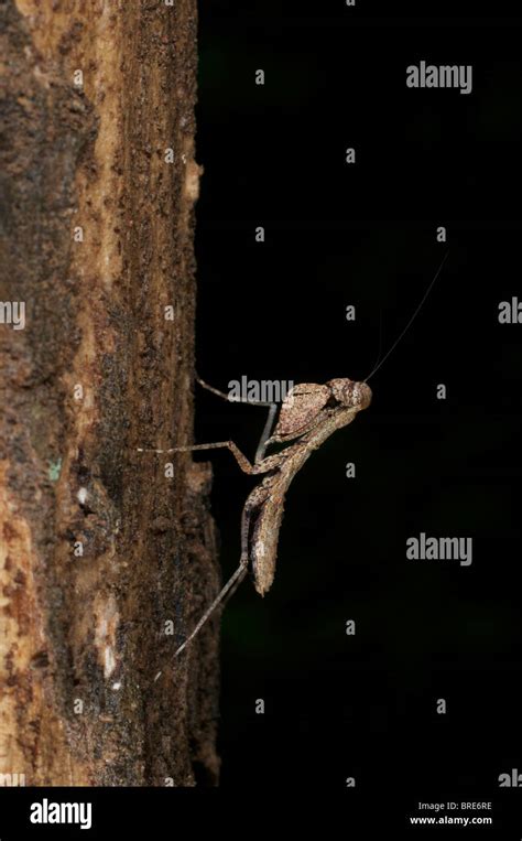 A Cryptic Forest Praying Mantis In Khao Ang Rue Nai Wildlife Sanctuary