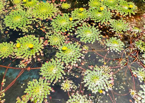 How To Plant And Grow Mosaic Plant Ludwigia Sedioides