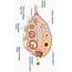 Draw A Neat And Well Labelled Diagramshowing TS Of Ovary Describe 