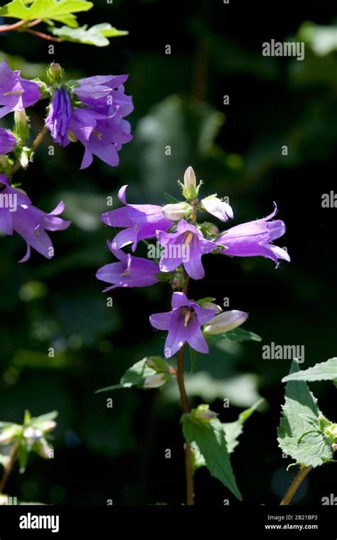 Field Bellflower Campanula Rapunculoides Stock Photo Alamy