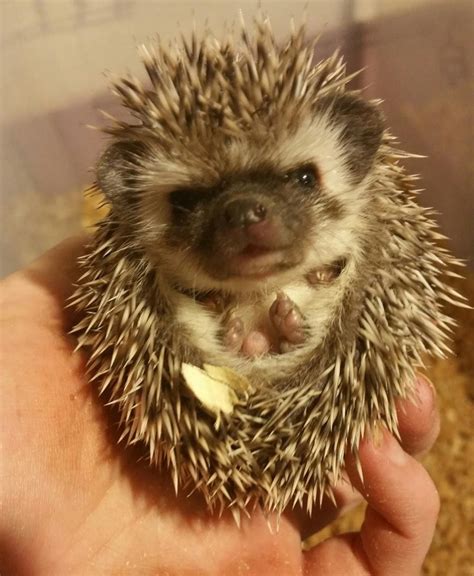 Hedgehog For Sale in Wisconsin (2) | Petzlover