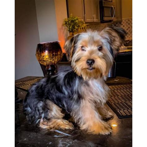 Check spelling or type a new query. 2 male AKC registered Yorkie puppies 5 months old in Miami ...