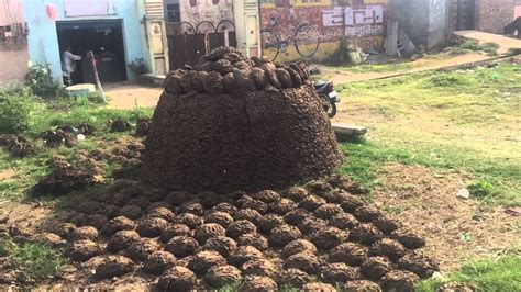 Cow Dung Patties Drying And Storage Structure Youtube