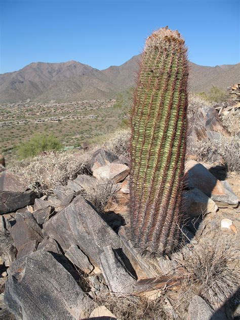 Cactus Wikipedia The Free Encyclopedia Cactus Arizona Cactus