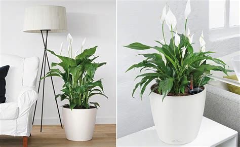 Dekorative pflanzen furs wohnzimmer dekorative pflanzen. Wohnzimmerambiente durch Pflanzen aufwerten - Seite 2