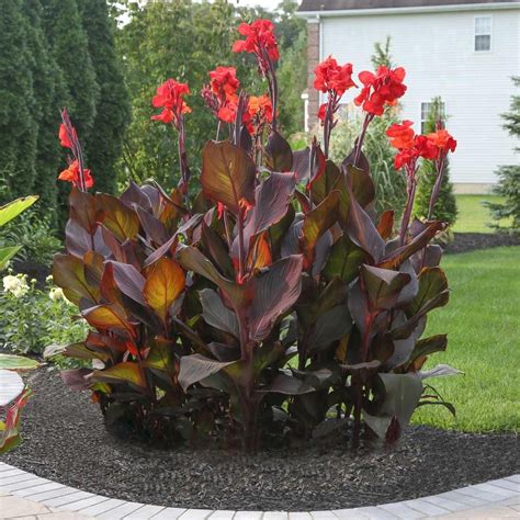 Maybe you would like to learn more about one of these? Canna Tall Tropicanna Black® | Orange flowers, Garden ...