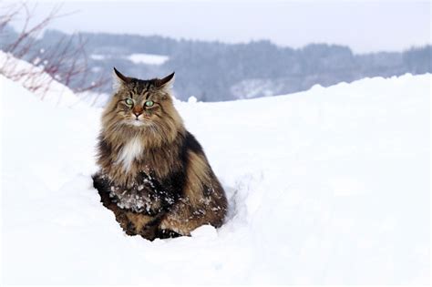 A Norwegian Forest Cat Outdoors In The Winter In The High Snow Stock