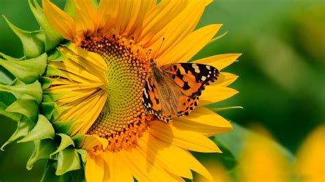 Yellow Butterfly On A Sunflower Hd Wallpaper Download