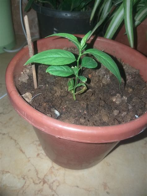 Why Did My Nectarine Seedling Stop Growing It Grew Very Fast In The