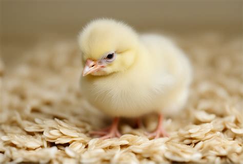 Can Your Baby Chicks Really Eat Raw Oats ChickenRise