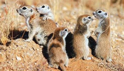 What Kind Of Rodents Live In The Saharan Desert Animals