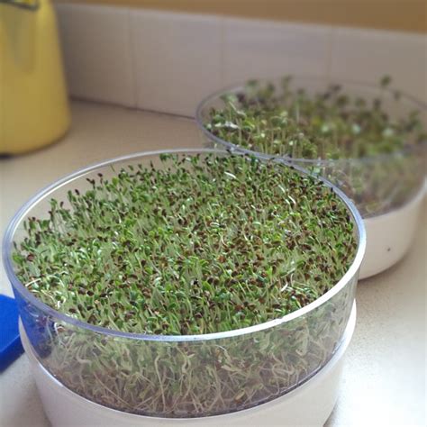 Looking for a good deal on sprouting trays? How to Sprout Alfalfa, Radish, Broccoli Seeds and Mung Beans - Feed Your Skull