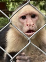 El mono Cara Blanca y su rescate | Santuario NATUWA, Costa Rica