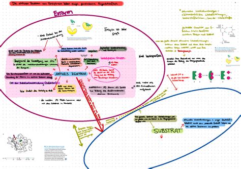 1 Enzyme E1 E3 Die Aktiven Zentren Von Enzymen Haben Einige