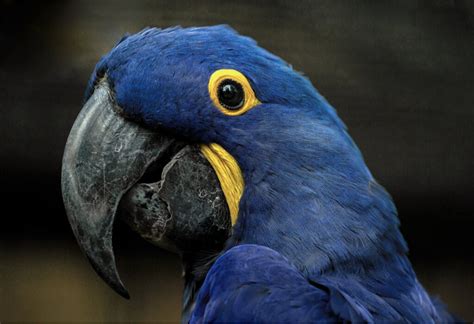 Blue Macaw Habitat And Characteristics