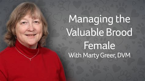 Managing The Valuable Brood Female Dog Youtube