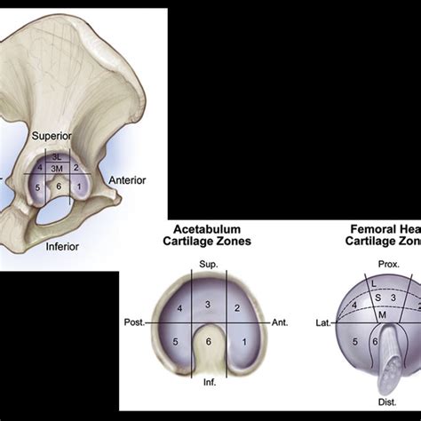 Zonal Anatomy Of Acetabulum And Femoral Head Acetabular Bone Marrow