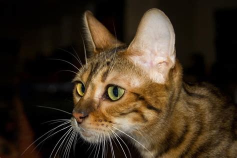 The Toyger The Ultimate Guide To Their History Types Characteristics