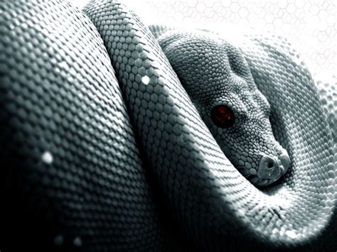 Snake Wallpapers Wallpaper Cave