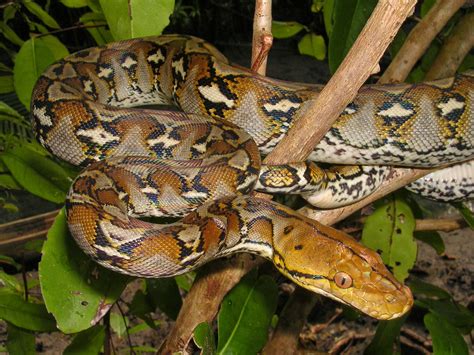 AVEEK- Blogs: Reticulated python