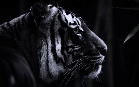 Красивые Картинки Черного Тигра Telegraph