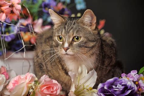 Tabby Cat And Flowers Stock Image Image Of Adorable 35260659