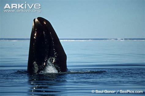 Bowhead Whale Spyhopping Bowhead Whale Baleen Whales Whale