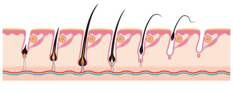 What Are The Parts Of A Hair Follicle