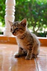 Free picture: cat, cute, portrait, animal, outdoor, kitten, young ...