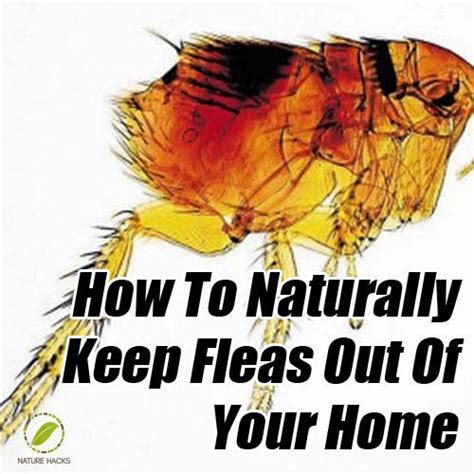 How To Naturally Keep Fleas Out Of Your Home Fleas Remedies Home