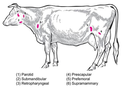 Collection And Processing Of Lymph Nodes From Large Animals For Rna