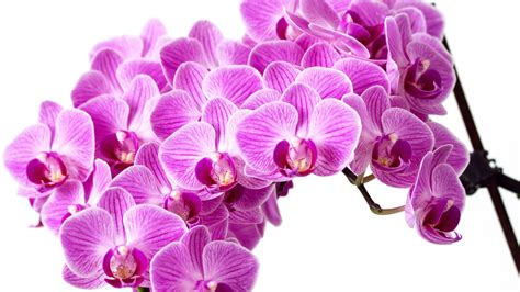 Orchid Desktop Hd Wallpapers Wallpaper Cave