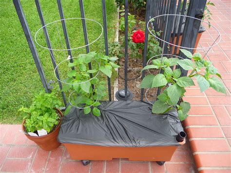 Do Tomatillo Plants Need Cages 3 Ways To Support