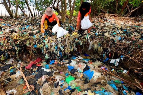 Udara Di Kawasan Mangrove Surabaya Tercemar Mikroplastik Suara Surabaya
