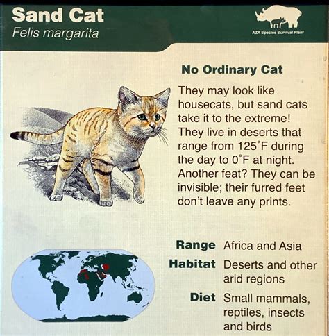 8 Interesting Facts About Sand Cats Animal Media Foundation