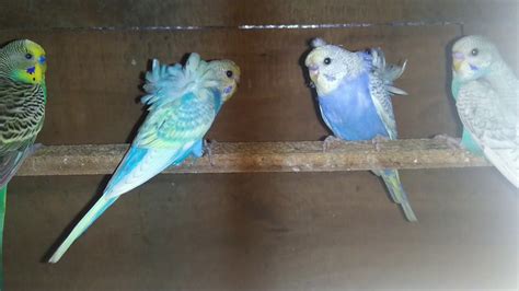 Helicopter Budgie Chicks The Most Cute Adorable And Colorful Japanese