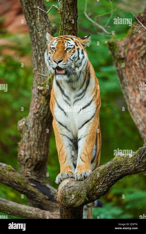 Siberian Tiger Amurian Tiger Panthera Tigris Altaica On A Tree