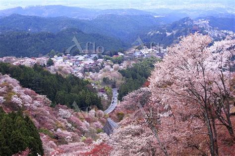 吉野山の桜 [34805270]の写真素材 アフロ