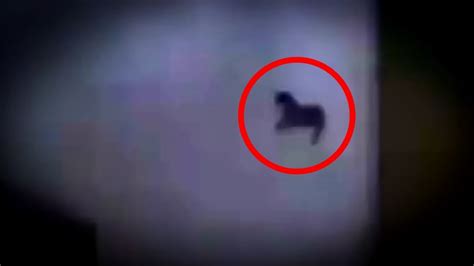 5 Pegasus Caught On Camera And Spotted In Real Life Youtube