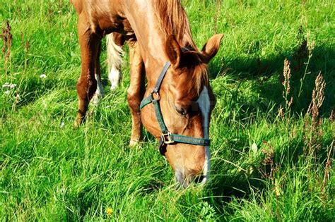 Brown Horse Eating Fresh Grass At Green Meadow Stock Photo Colourbox