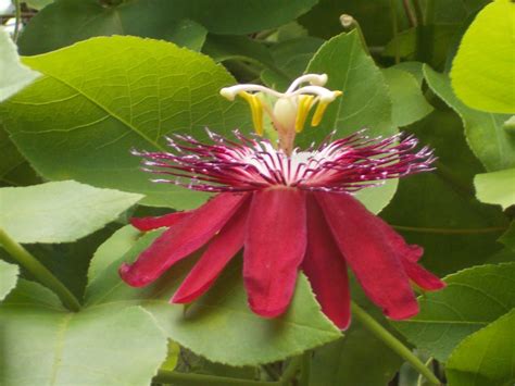 Plants Found In Singapore Passiflora Coccinea