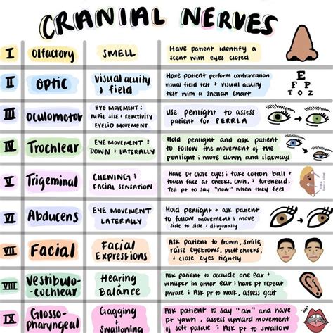 Cranial Nerves Sheet Colorful Hand Drawn Pictures For Etsy Nursing