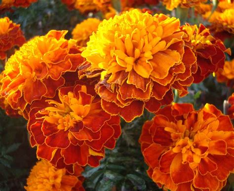 Feb 09, 2018 · planting marigolds: Garden Quiz including Pictures - all about Bedding Plants