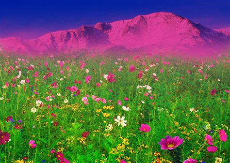 A Field Of Flowers In Front Of The Rocky Mountains Pikes Peak