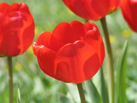 무료 이미지 꽃잎 튤립 빨간 꽃 피는 식물 백합 가족 식물 줄기 육상 식물 3000x2250 94556