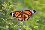 Farfalla monarca: caratteristiche, habitat e alimentazione