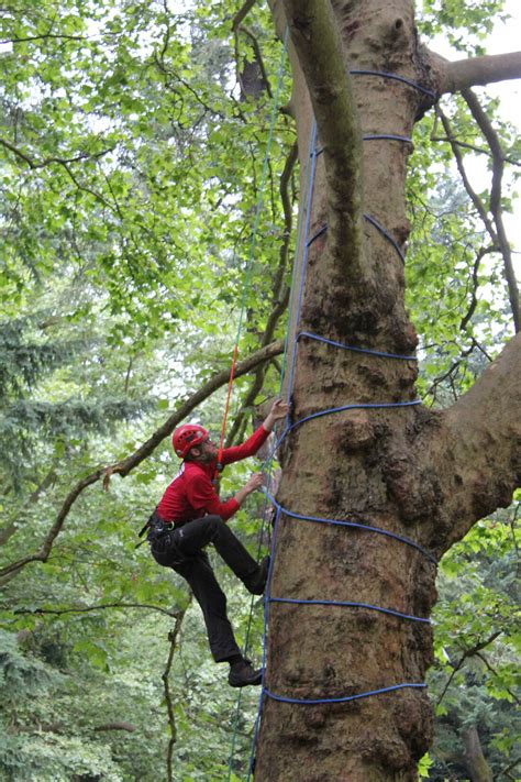 Tree Climbing Experience In Tanagro Valley Borghi Italia Tour Network