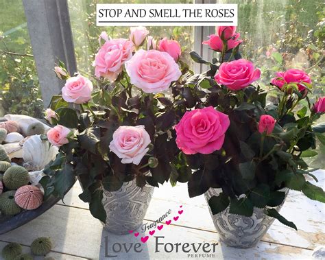 Ipm Essen Scented Garden And Scented Pot Roses Take Center Stage At