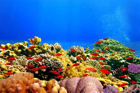 Qué Es Un Arrecife De Coral Y Cómo Se Forma Descubre A Estos Animales